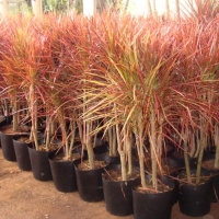 dracena tricolor 1.jpg